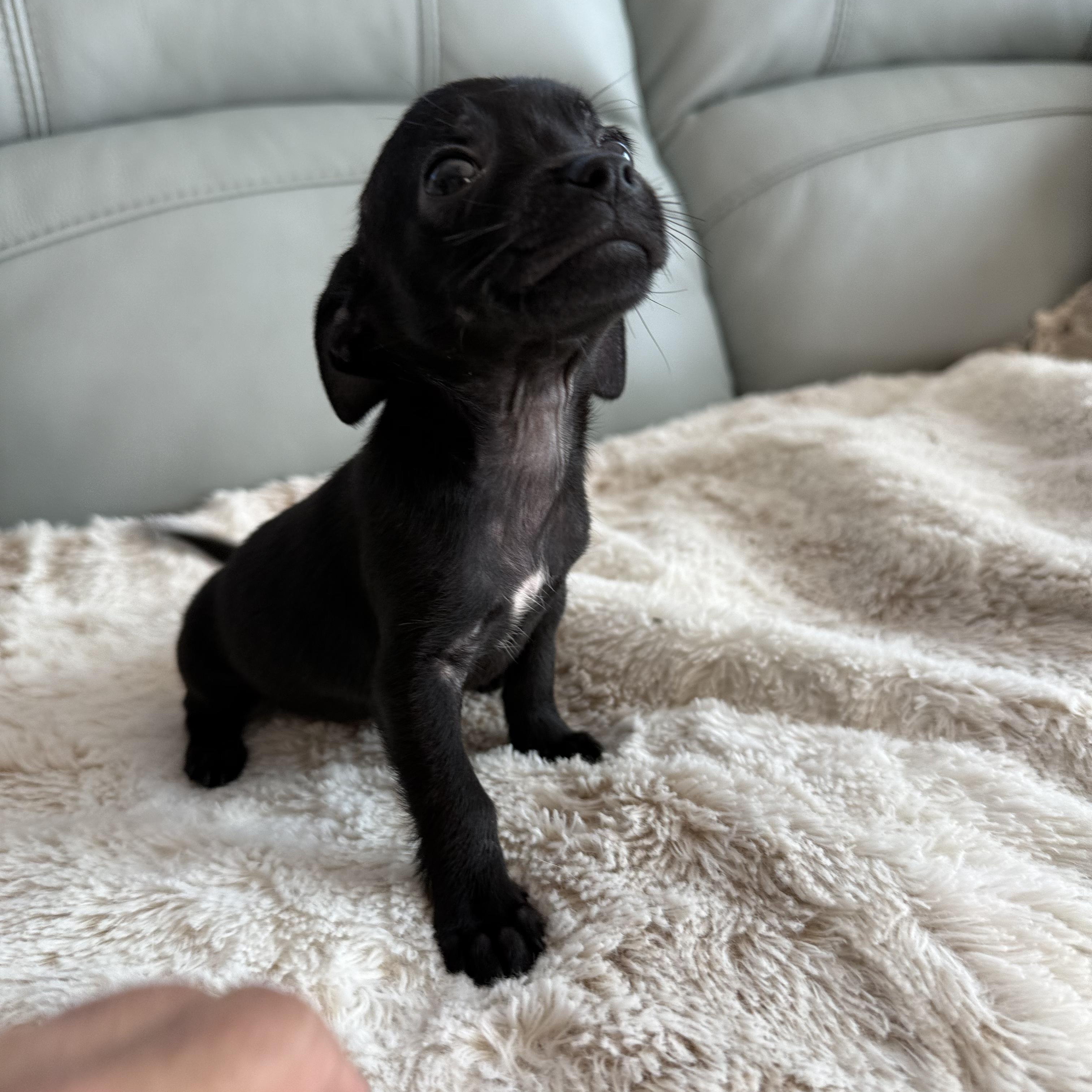 Enlarge Noir, a ADOPTABLE Chihuahua in ISABELA, PR image 2/2