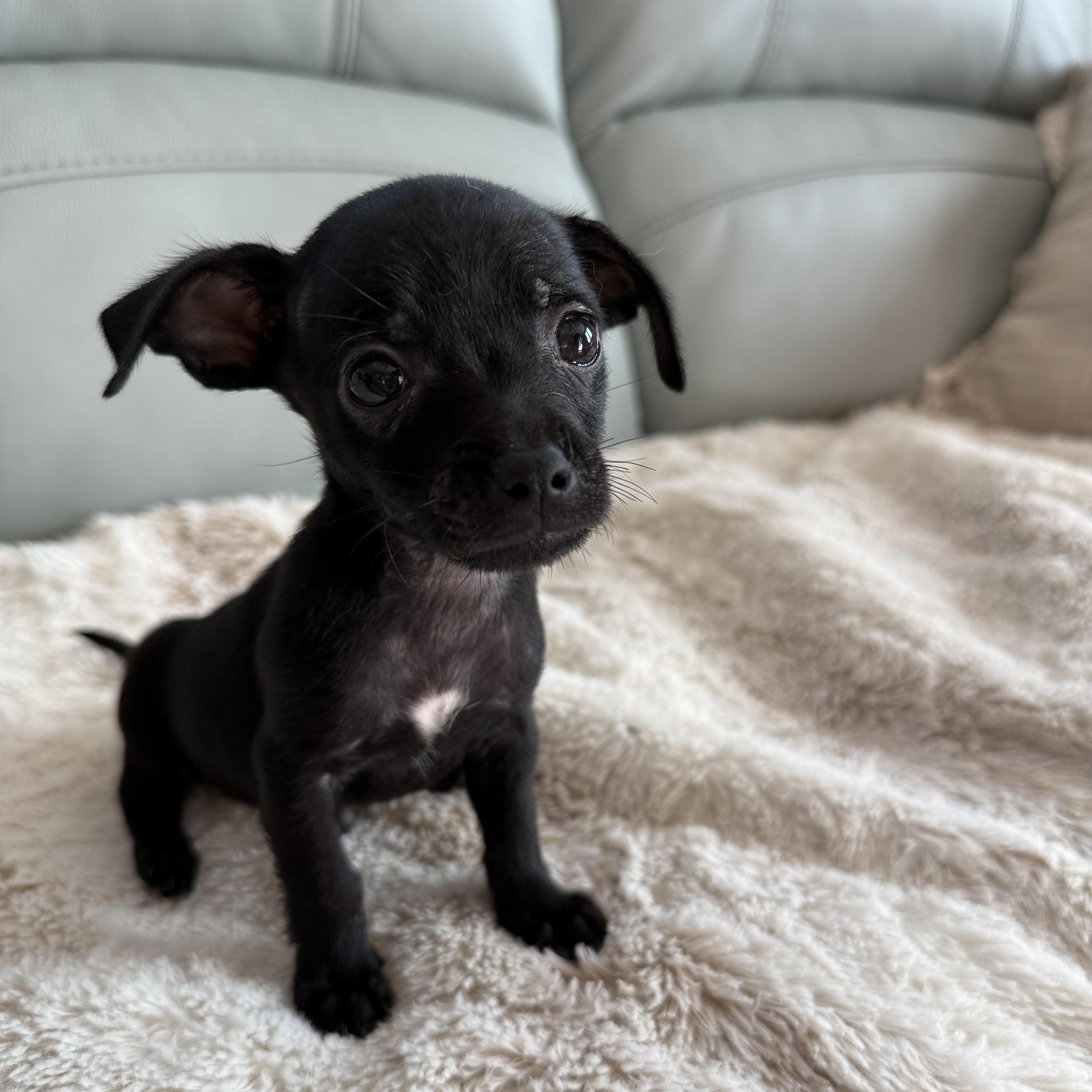 Noir, ADOPTABLE, Puppy Male Chihuahua.