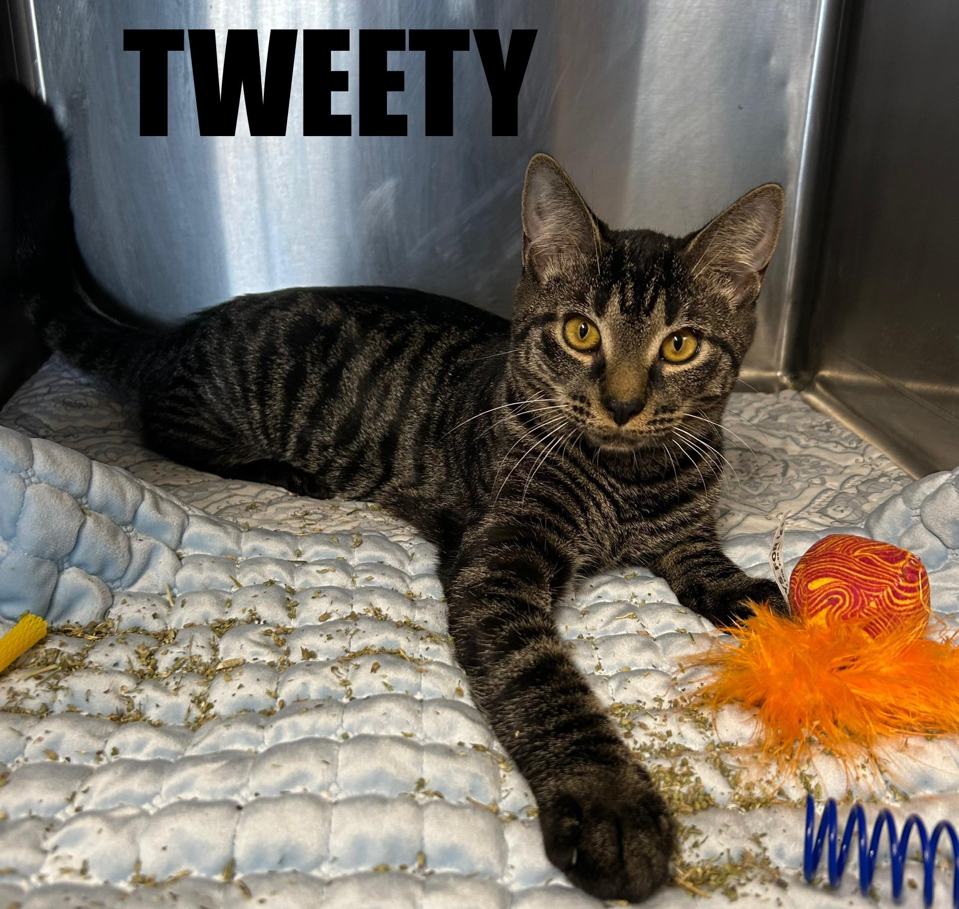 Tweety