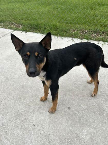 Enlarge Zipper (152242) (In a Foster Home), a Adoptable German Shepherd Dog in Baton Rouge, LA image 1/4