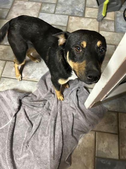 Zipper (152242) (In a Foster Home)