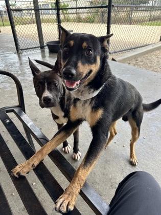 Zipper (152242) (In a Foster Home)