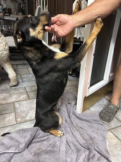 Enlarge Zipper (152242) (In a Foster Home), a Adoptable German Shepherd Dog in Baton Rouge, LA image 4/4