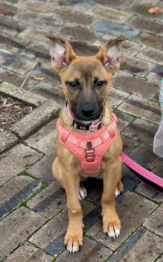 Enlarge Socks, an adopted mixed breed in Detroit, MI image 2/3
