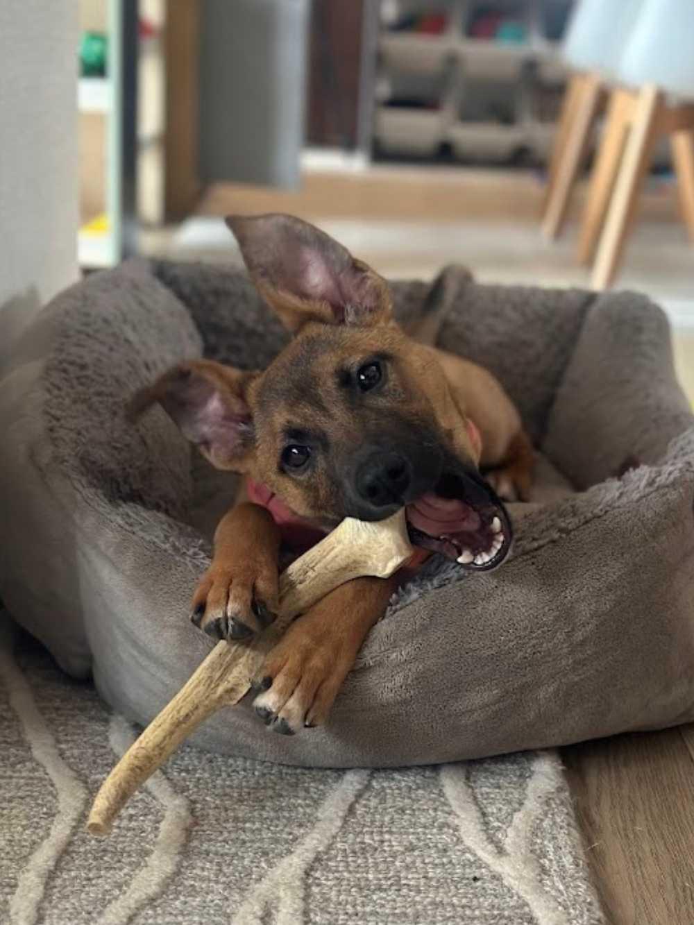 Enlarge Socks, an adopted mixed breed in Detroit, MI image 3/3