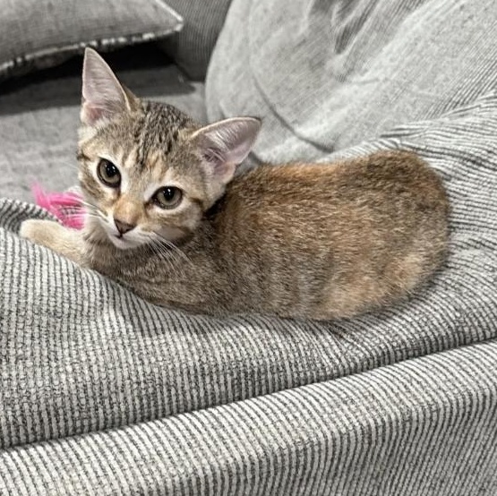 Enlarge Rose, a ADOPTABLE Domestic Short Hair in Lincoln, NE image 2/5