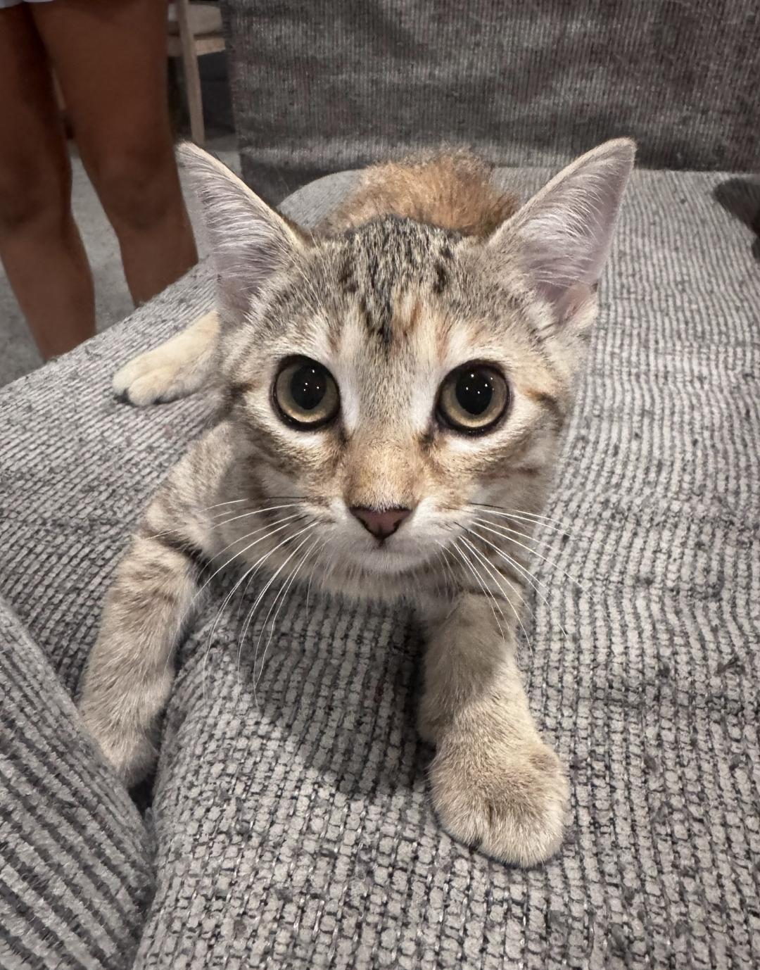 Enlarge Rose, a ADOPTABLE Domestic Short Hair in Lincoln, NE image 4/5