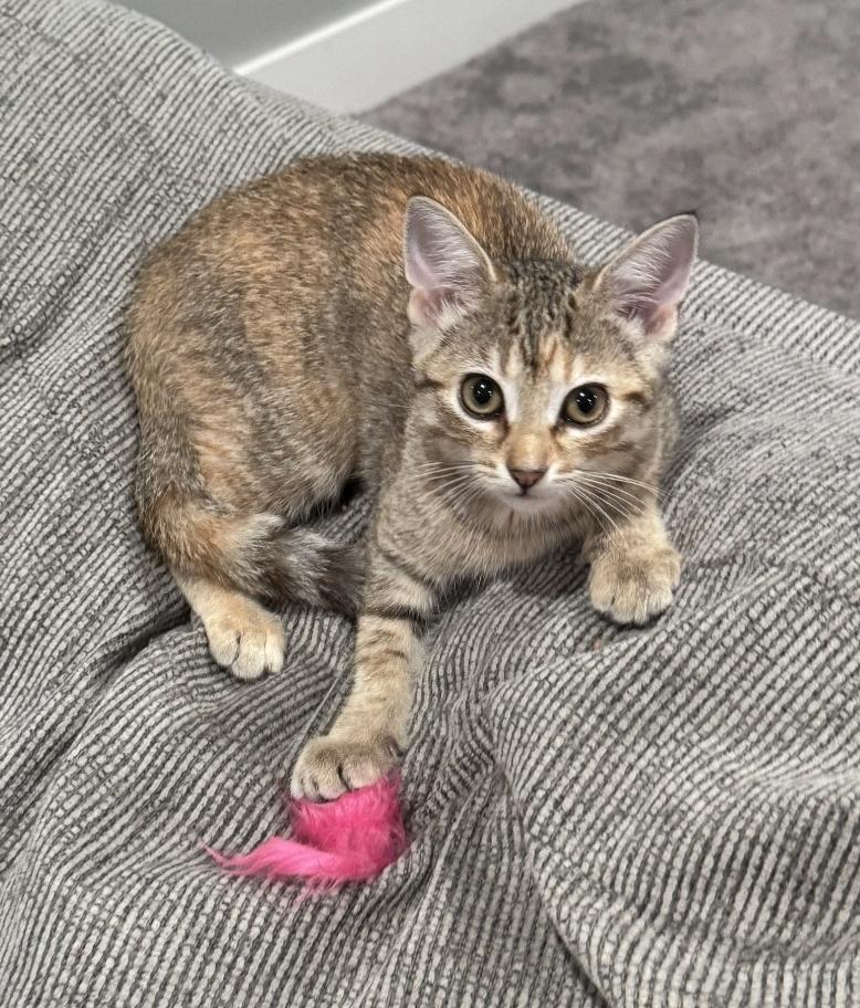 Rose, ADOPTABLE, Kitten Female Domestic Short Hair.