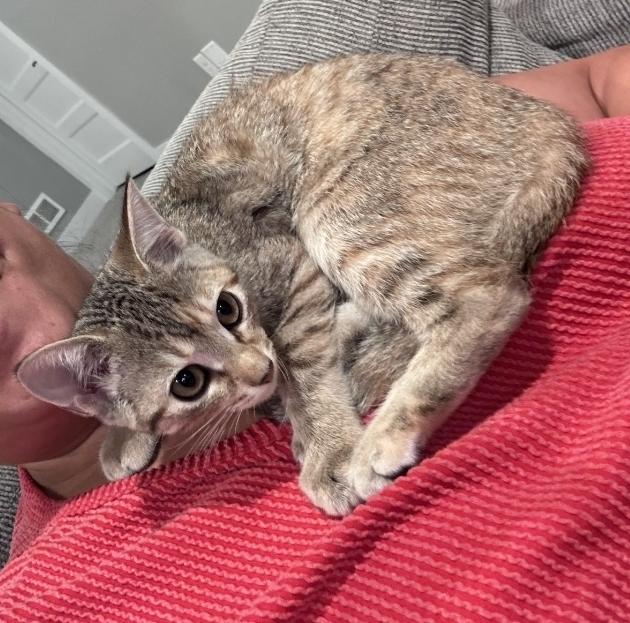 Enlarge Rose, a ADOPTABLE Domestic Short Hair in Lincoln, NE image 3/5