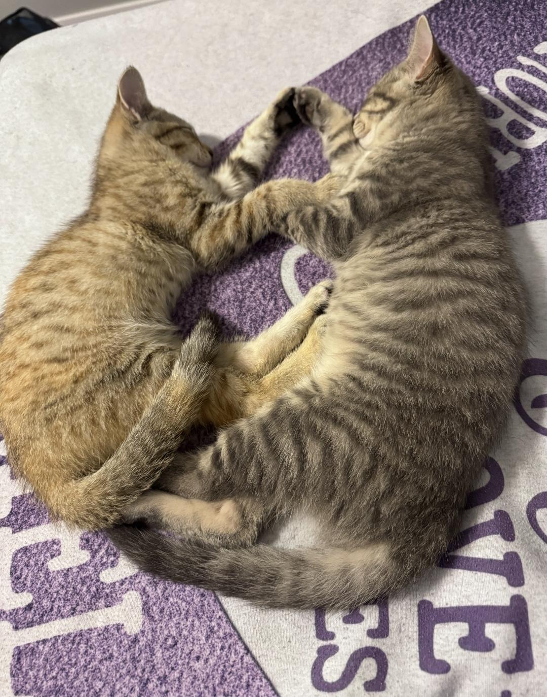 Enlarge Rose, a ADOPTABLE Domestic Short Hair in Lincoln, NE image 5/5