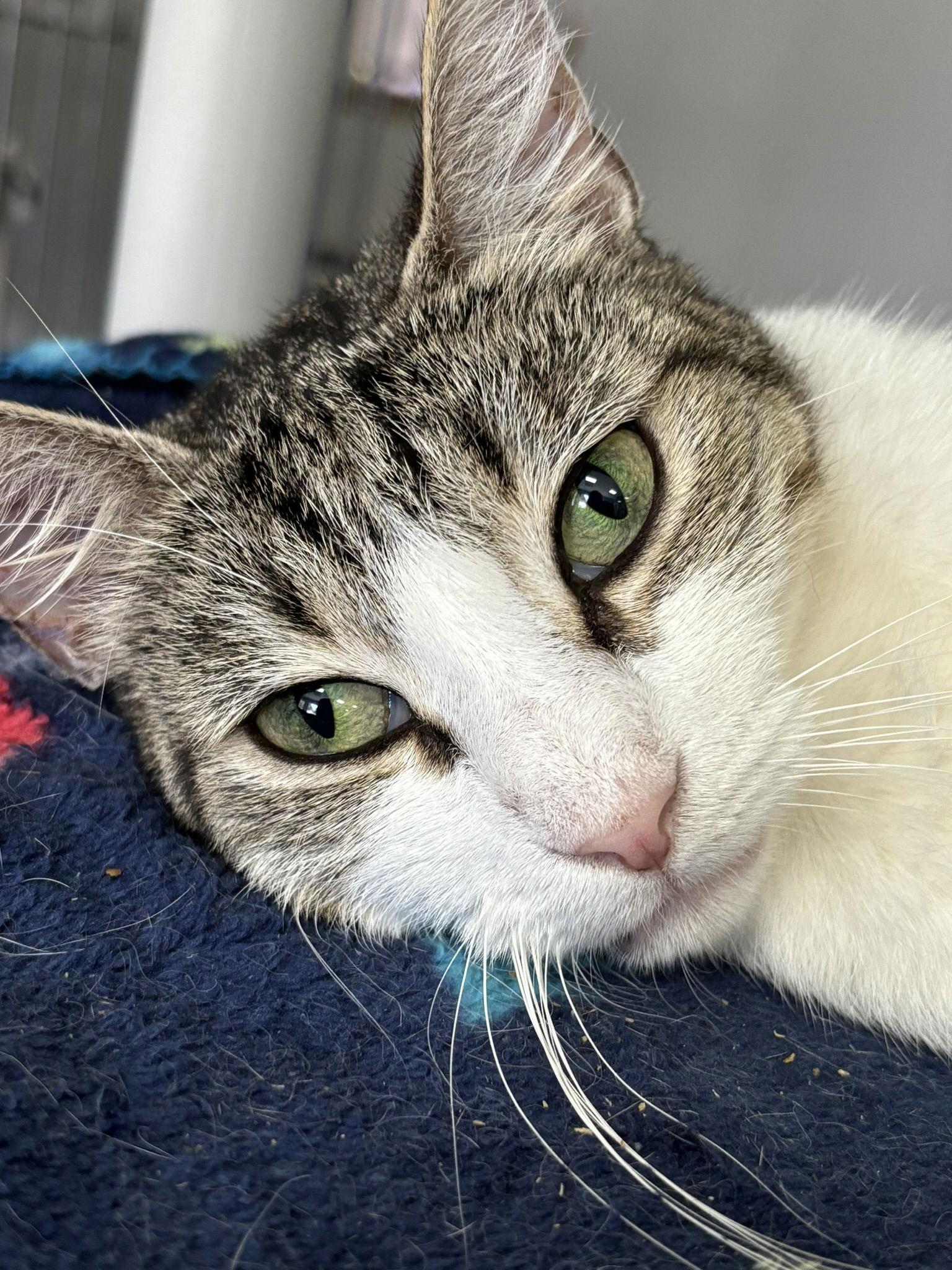 Belinda, a Adoptable American Shorthair in Naples, FL image 2/5