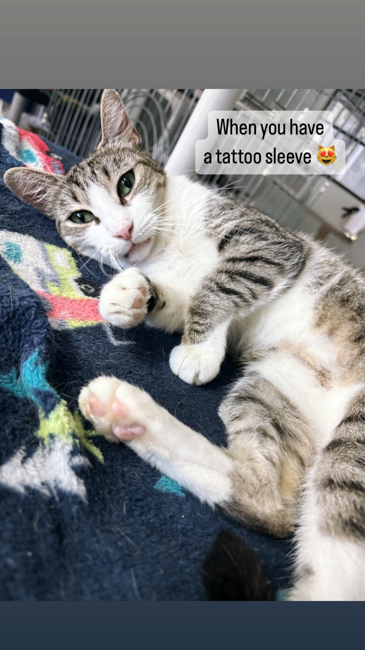 Belinda, a Adoptable American Shorthair in Naples, FL image 3/5