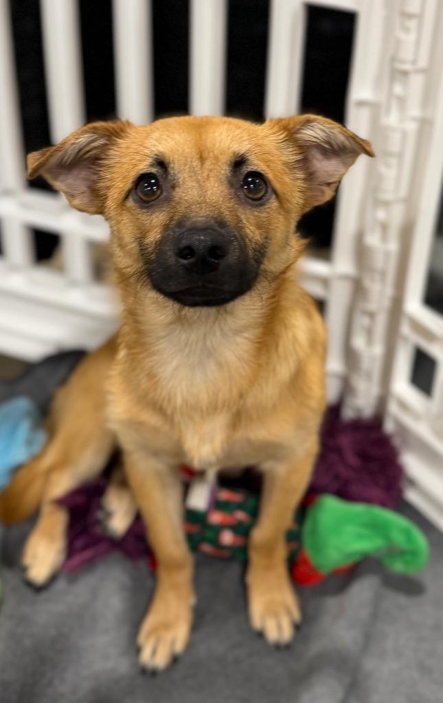Yooki, Adoptable, Puppy Male Chihuahua & Terrier.