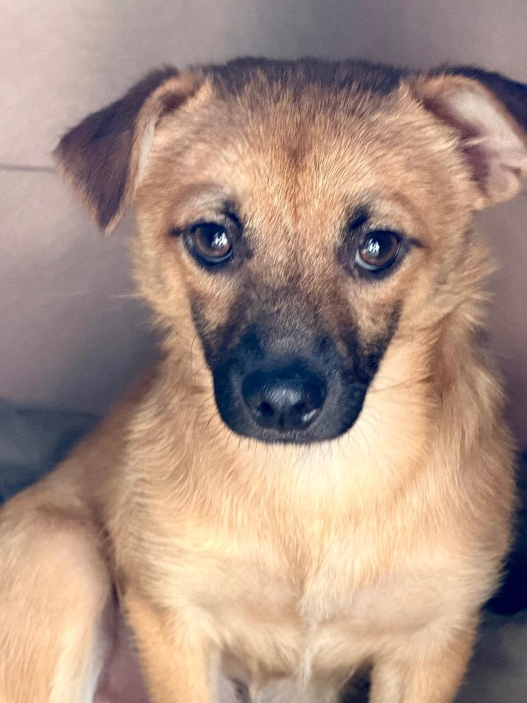 Enlarge Yooki, a Adoptable mixed breed in Fort Lupton, CO image 2/4