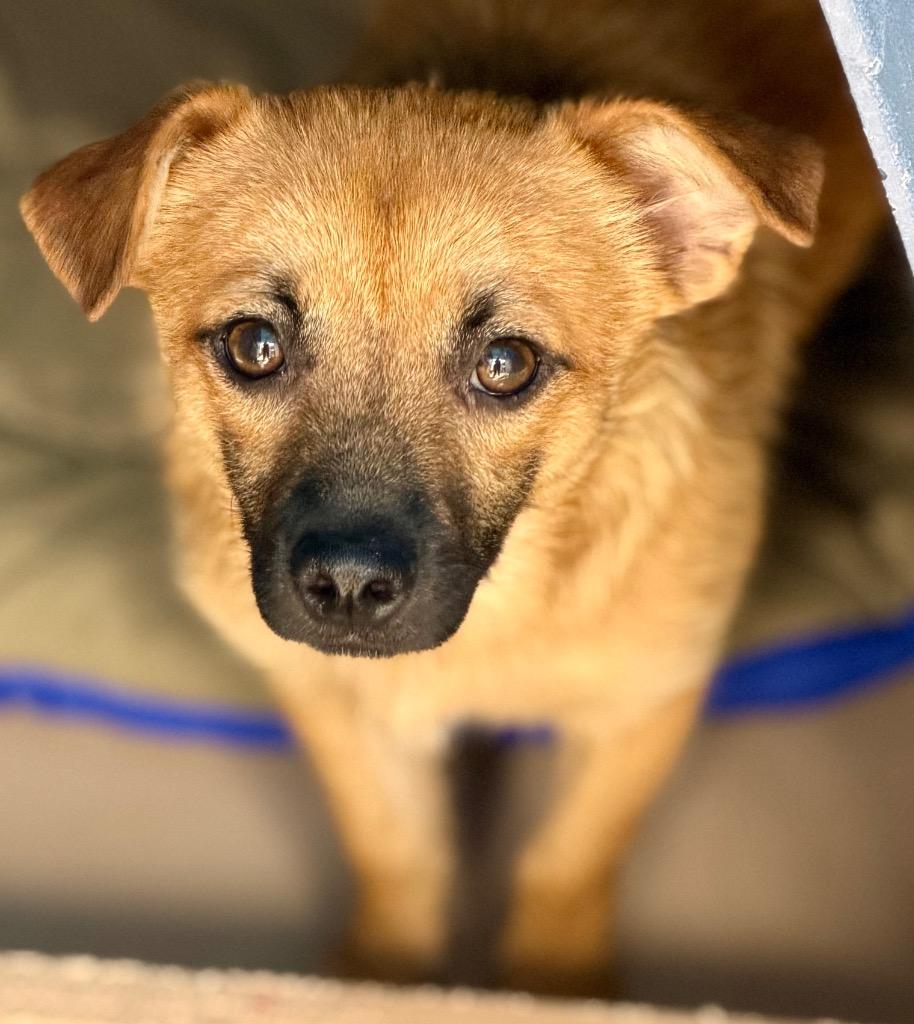 Enlarge Yooki, a Adoptable mixed breed in Fort Lupton, CO image 3/4