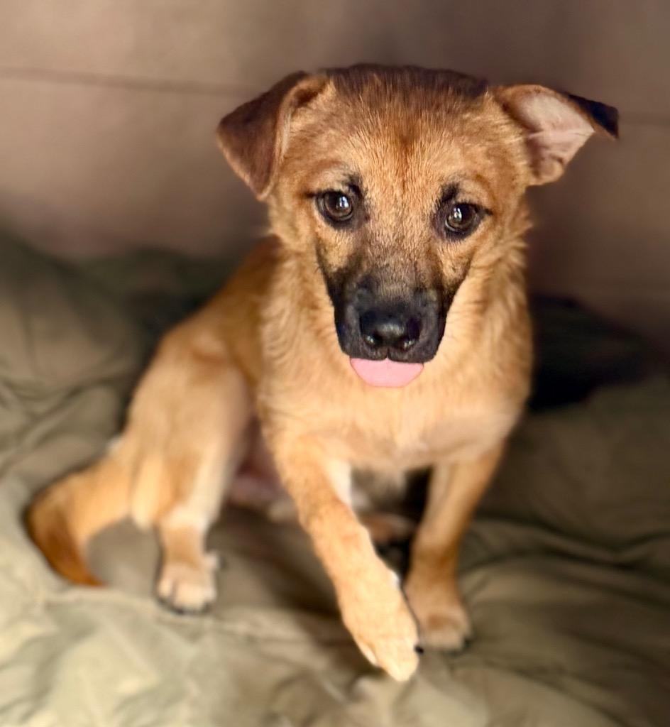 Enlarge Yooki, a Adoptable mixed breed in Fort Lupton, CO image 4/4