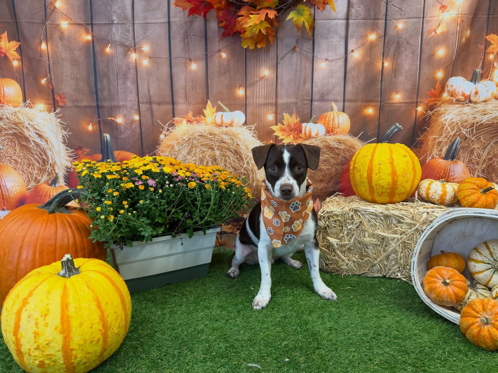 Pepper, Adoptable, Adult Male Chihuahua & Chiweenie.