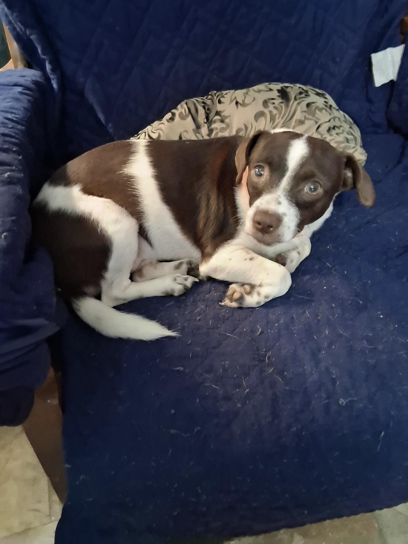 Pepper, a ADOPTABLE mixed breed in Baker, LA image 4/4