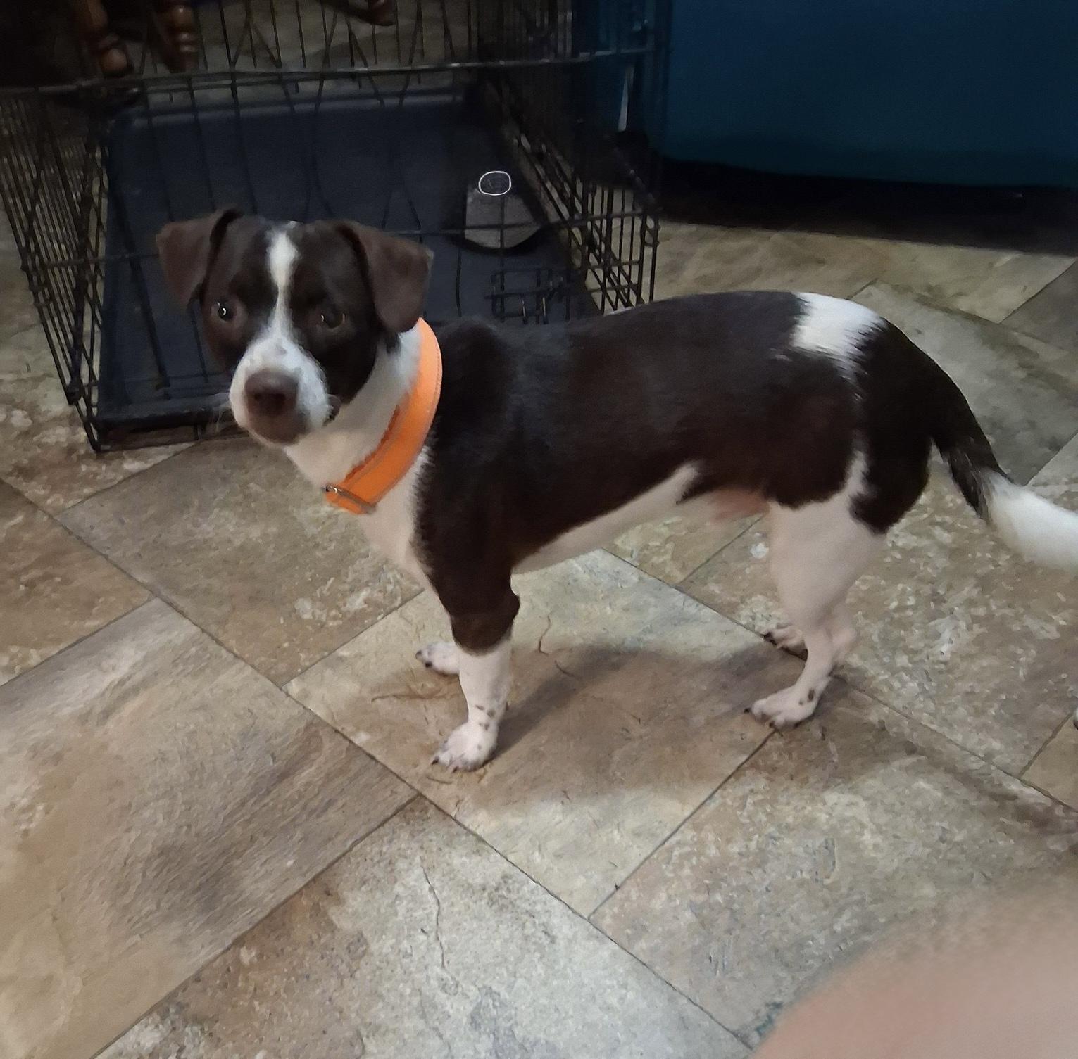 Pepper, ADOPTABLE, Adult Male Chihuahua & Chiweenie.
