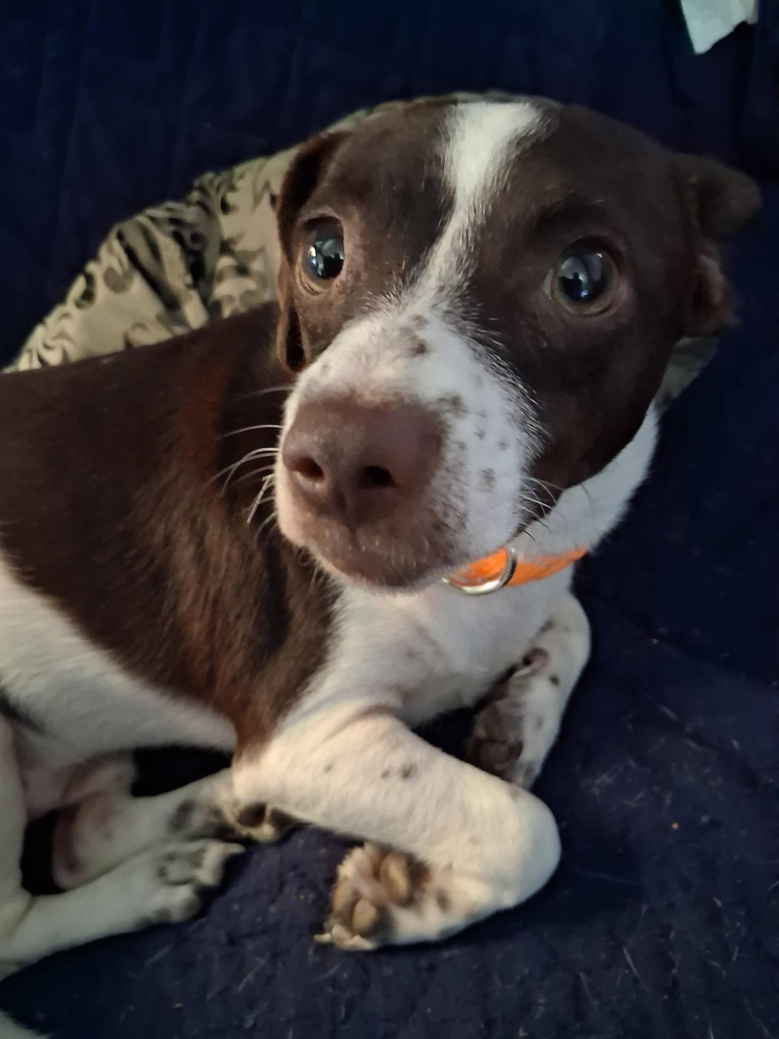 Pepper, a ADOPTABLE mixed breed in Baker, LA image 2/4