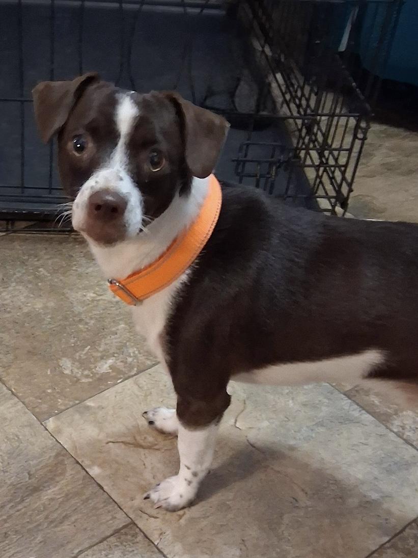 Pepper, a ADOPTABLE mixed breed in Baker, LA image 3/4