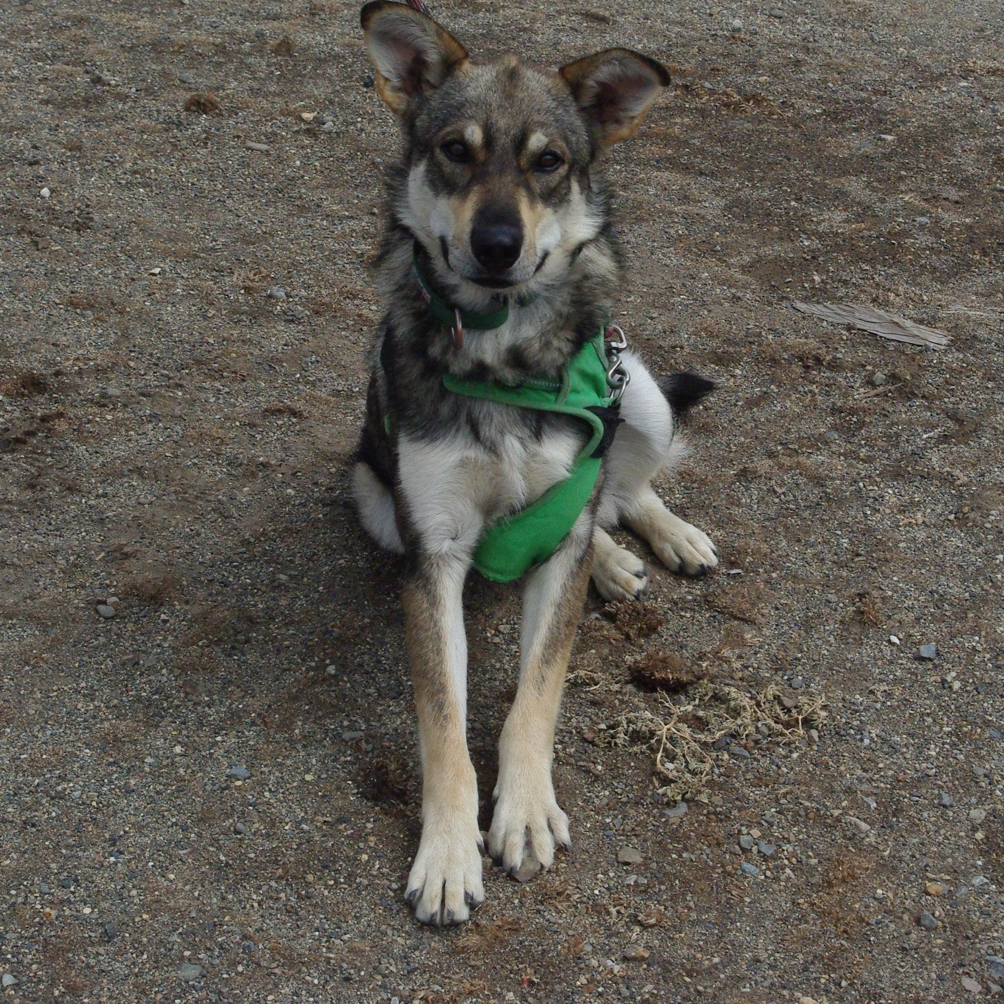 Balto, adopted, Adult Male Husky.