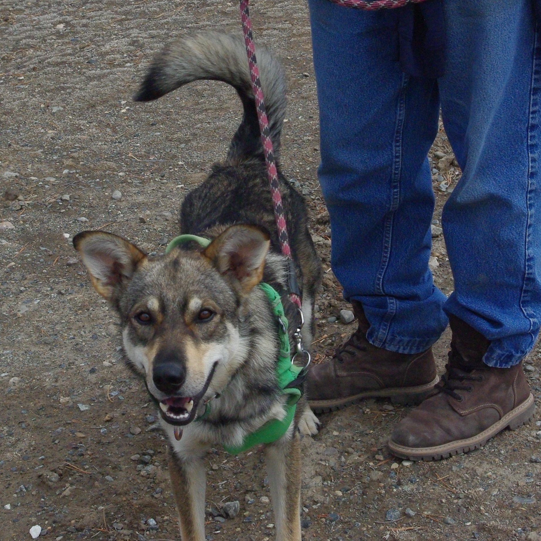 Enlarge Balto, an adopted mixed breed in Baker City, OR image 3/3
