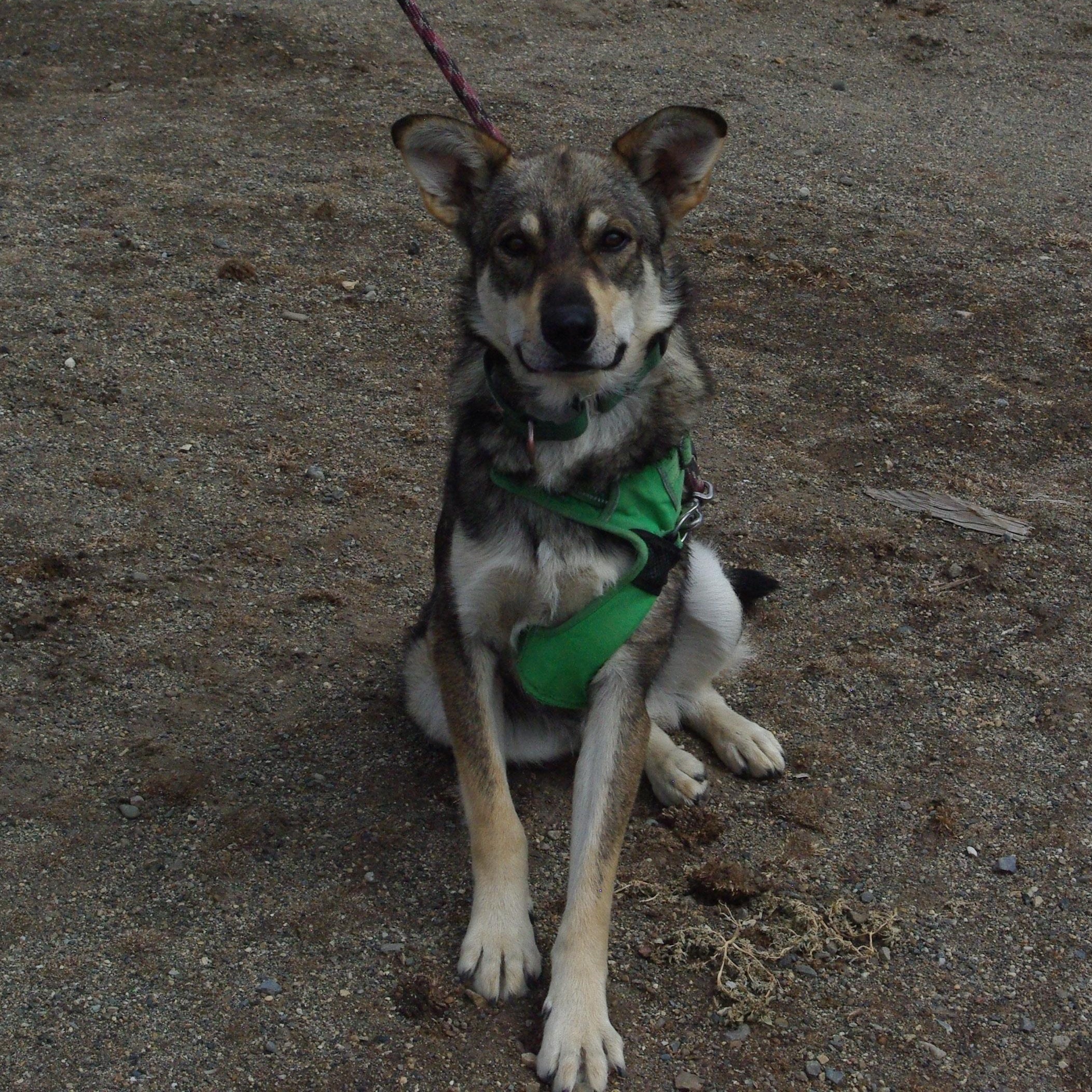 Enlarge Balto, an adopted mixed breed in Baker City, OR image 2/3