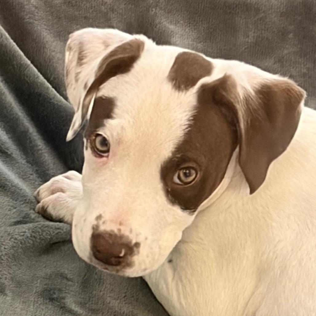 Vanilla, Adoptable, Puppy Female Mixed Breed.