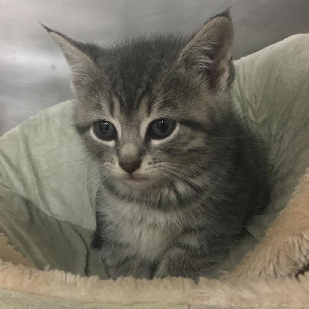 Piglet, a Adoptable Domestic Short Hair in Middlebury, VT image 1/3