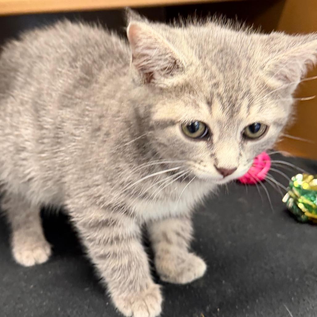 Piglet, a Adoptable Domestic Short Hair in Middlebury, VT image 2/3