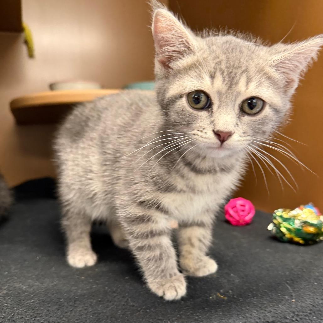 Piglet, a Adoptable Domestic Short Hair in Middlebury, VT image 3/3