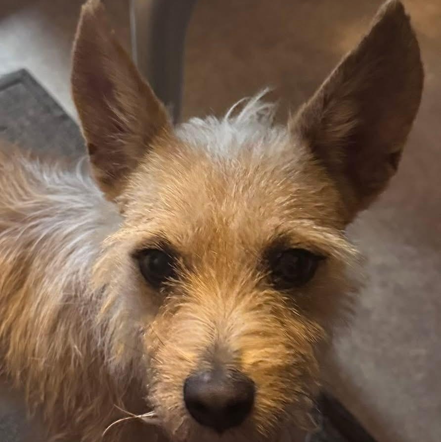 Enlarge Oliver, a ADOPTABLE mixed breed in Coldwater, MI image 2/2