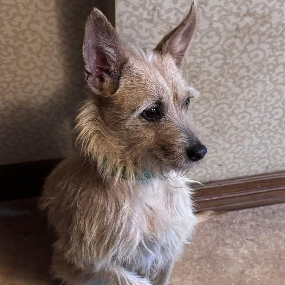 Oliver, ADOPTABLE, Adult Male Terrier.