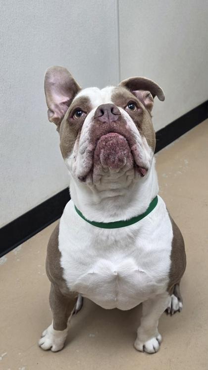 Enlarge Blu, a Adoptable mixed breed in Phoenix, AZ image 1/3