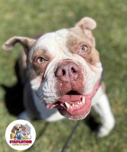 Enlarge Blu, a Adoptable mixed breed in Phoenix, AZ image 2/3