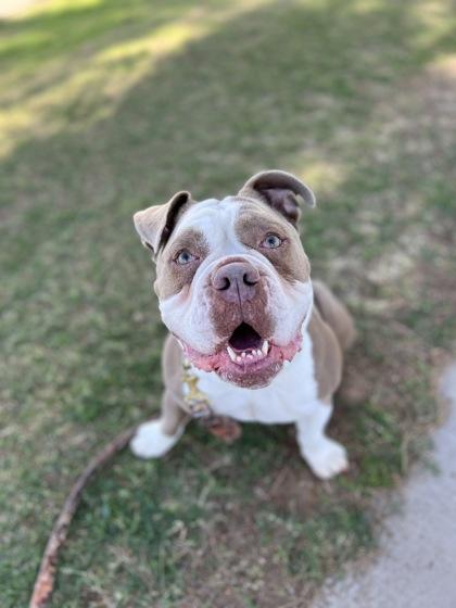 Enlarge Blu, a Adoptable mixed breed in Phoenix, AZ image 3/3