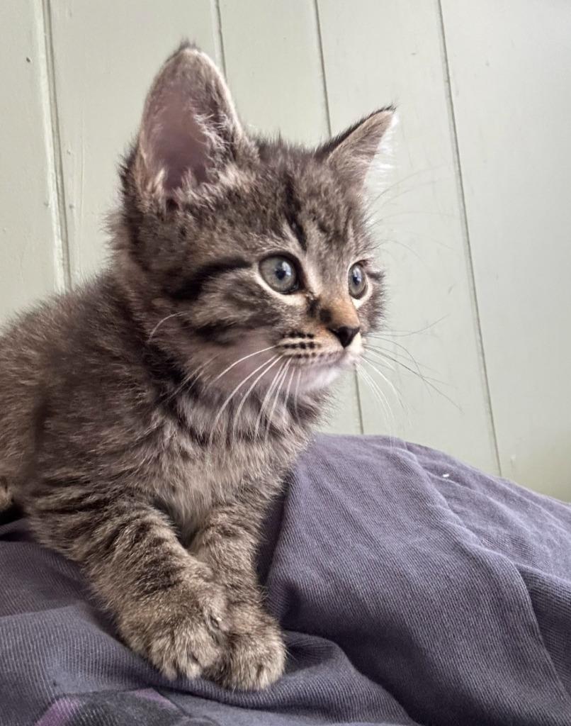 Enlarge Summer, a Adoptable mixed breed in Johnson City, TN image 1/5