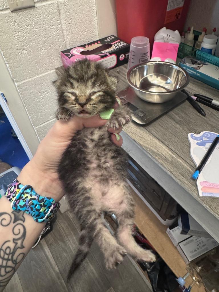 Enlarge Summer, a Adoptable mixed breed in Johnson City, TN image 4/5