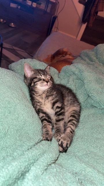 Enlarge Summer, a Adoptable mixed breed in Johnson City, TN image 5/5