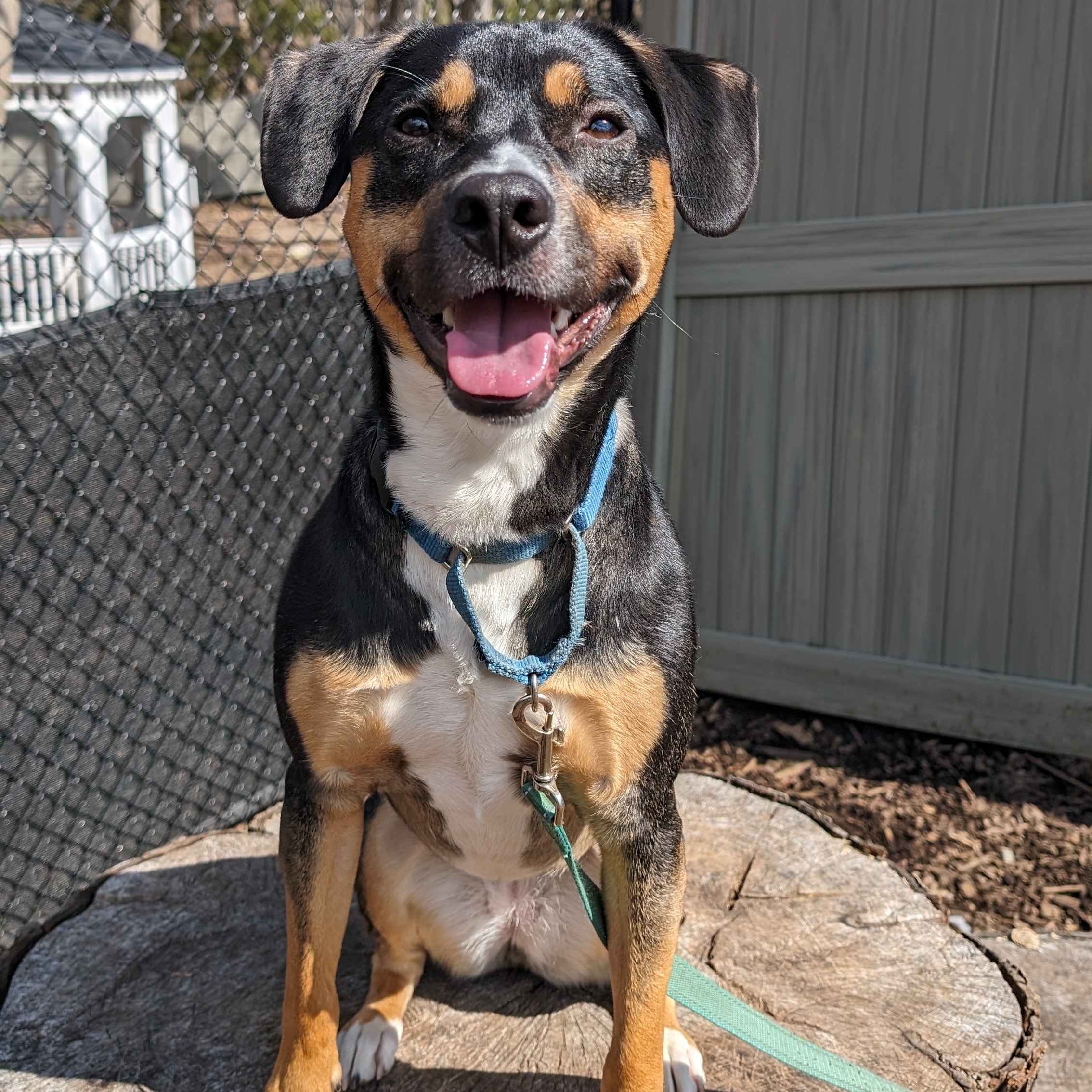 Layla**, Adoptable, Adult Female Hound.