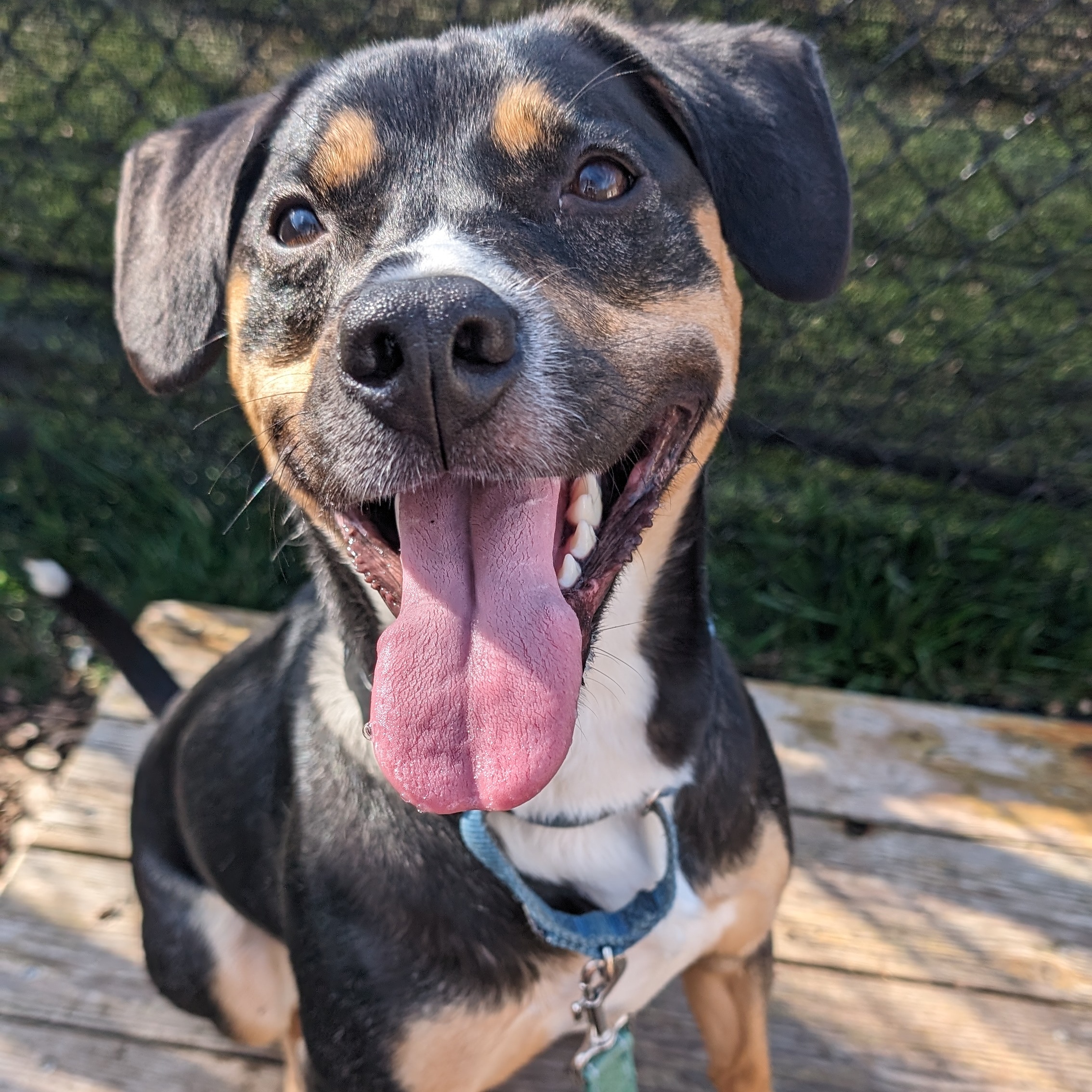Enlarge Layla**, a Adoptable Hound in Briarcliff Manor, NY image 4/5