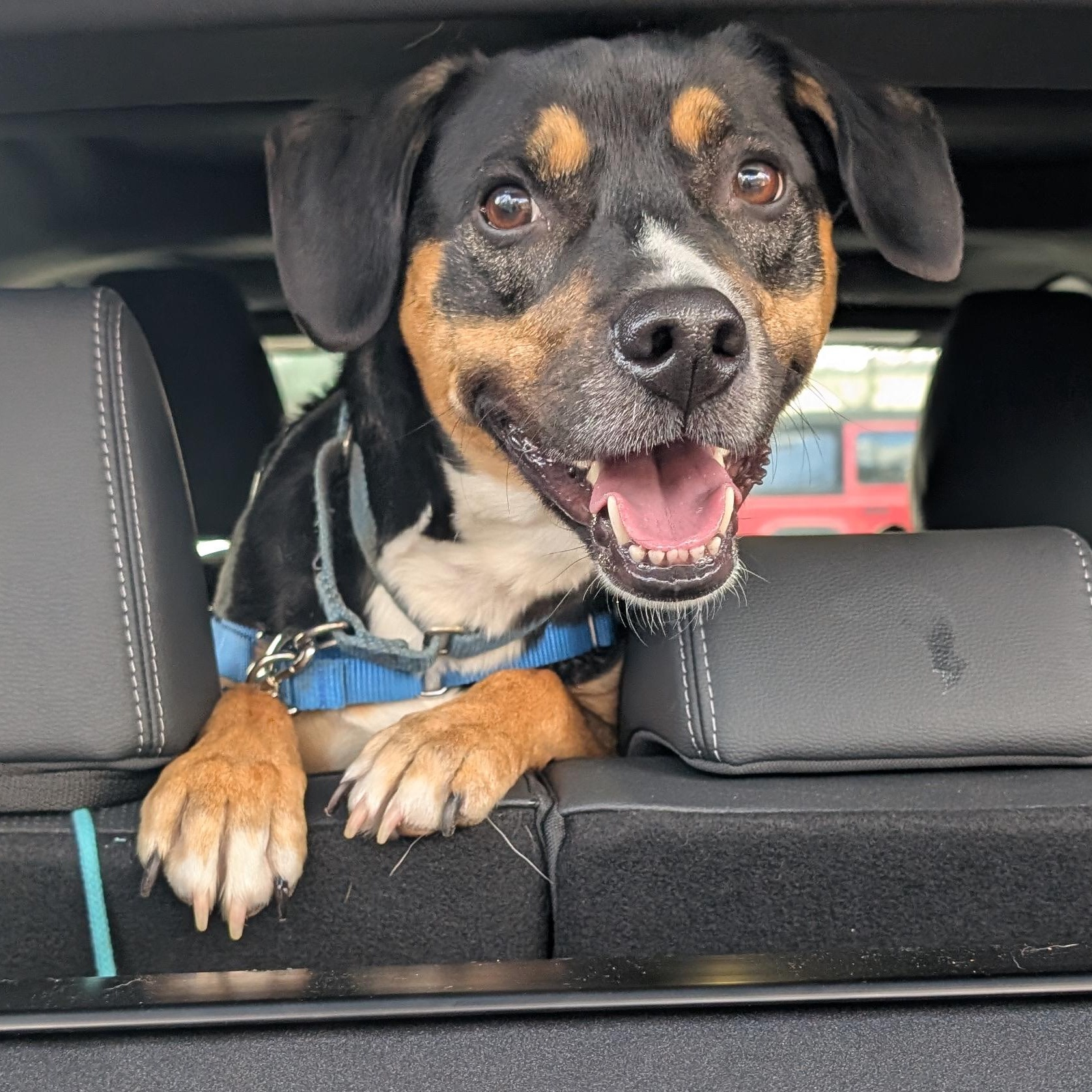 Enlarge Layla**, a Adoptable Hound in Briarcliff Manor, NY image 5/5