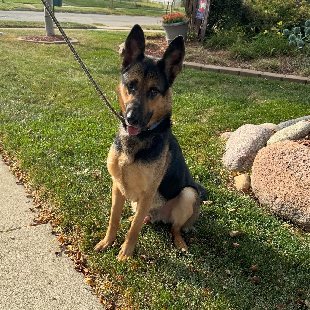 Enlarge Kash, a Adoptable German Shepherd Dog in Cartersville, GA image 1/4