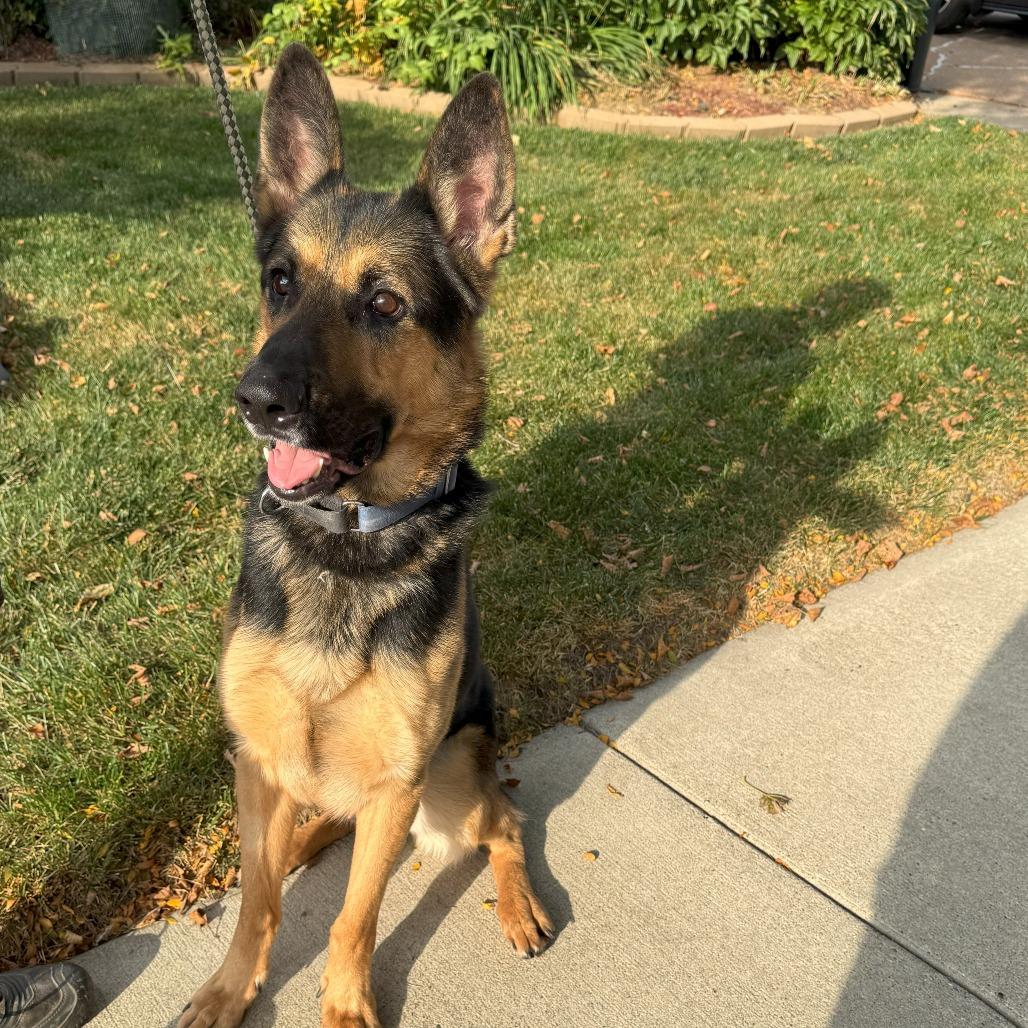 Enlarge Kash, a Adoptable German Shepherd Dog in Cartersville, GA image 2/4
