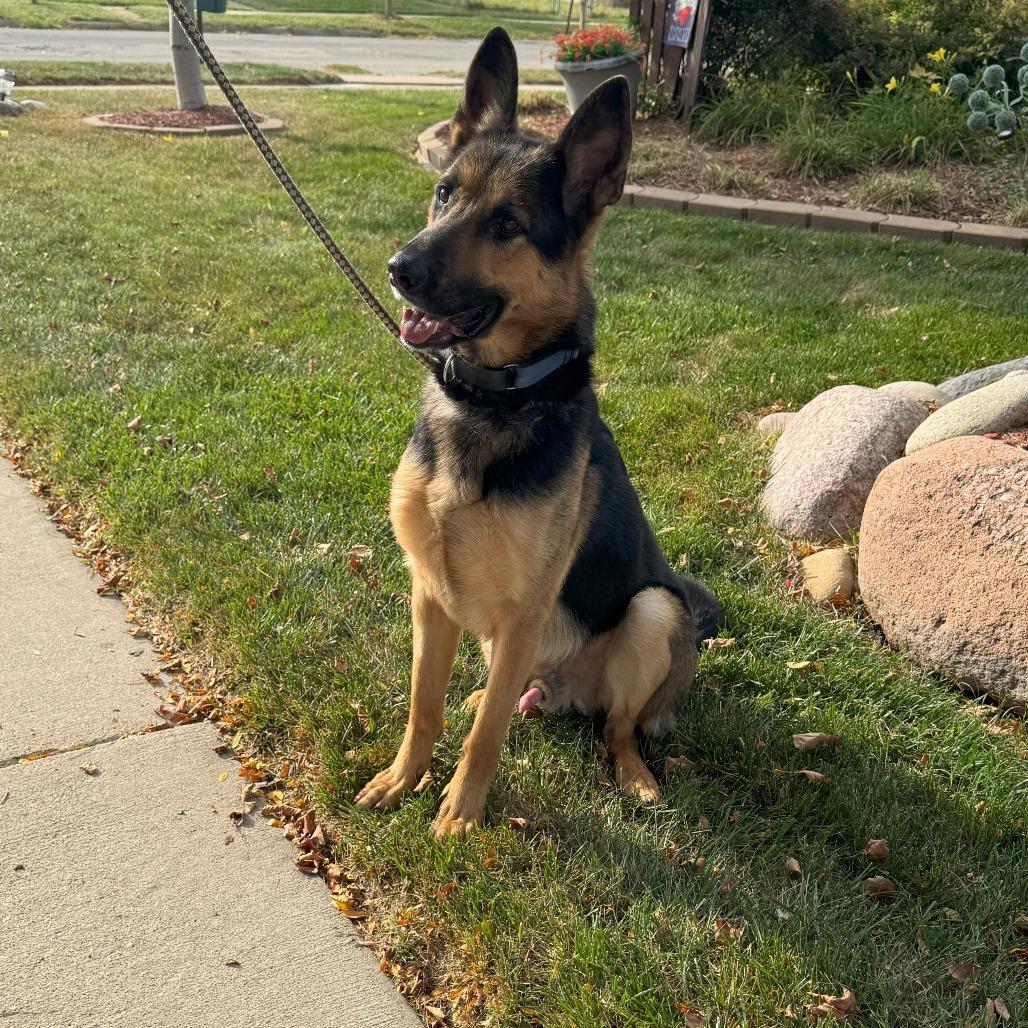 Enlarge Kash, a Adoptable German Shepherd Dog in Cartersville, GA image 4/4