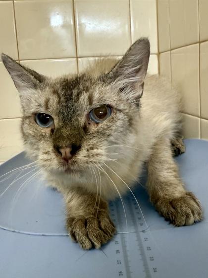 Cinnamon Bread — thumbnail 2