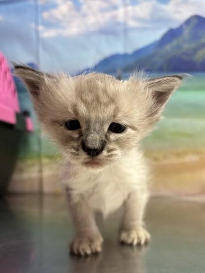 Cinnamon Bread — thumbnail 3