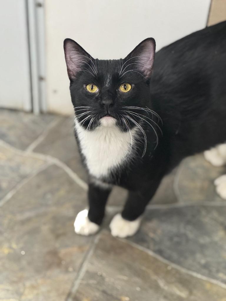Jupiter, Adoptable, Young Male Domestic Short Hair.