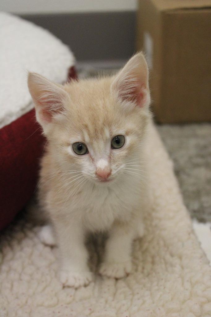 Enlarge Tandoor, a Adoptable mixed breed in Clinton, SC image 2/2